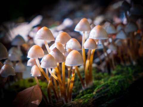 Herfst 6657